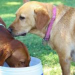 Two dogs taking turns getting a drink